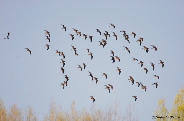 Volo di Combattenti